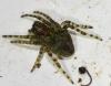 Gibbaranea gibbosa